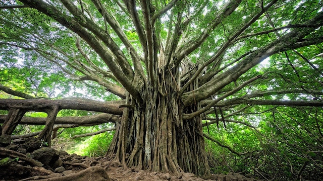 árbol genealogico.jpg